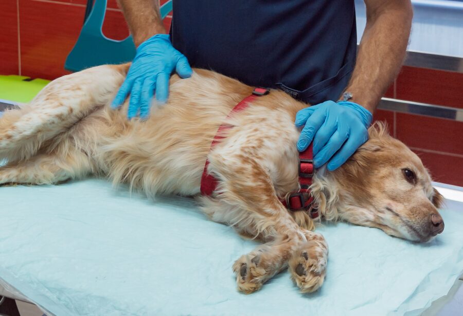 Perro antes de cirugía veterinaria
