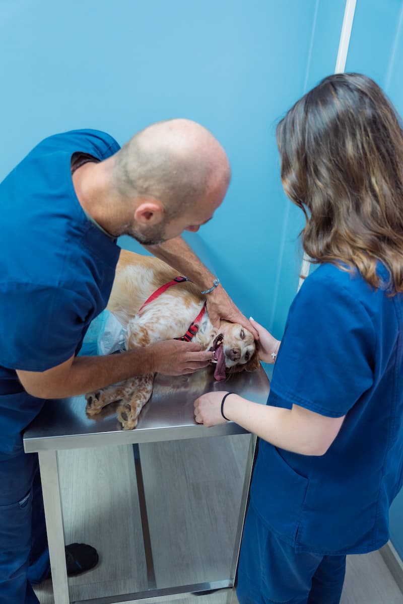 Clinica Veterinaria en Aguadulce