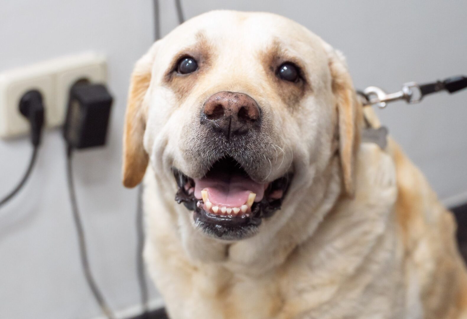 hospitalizacion veterinaria