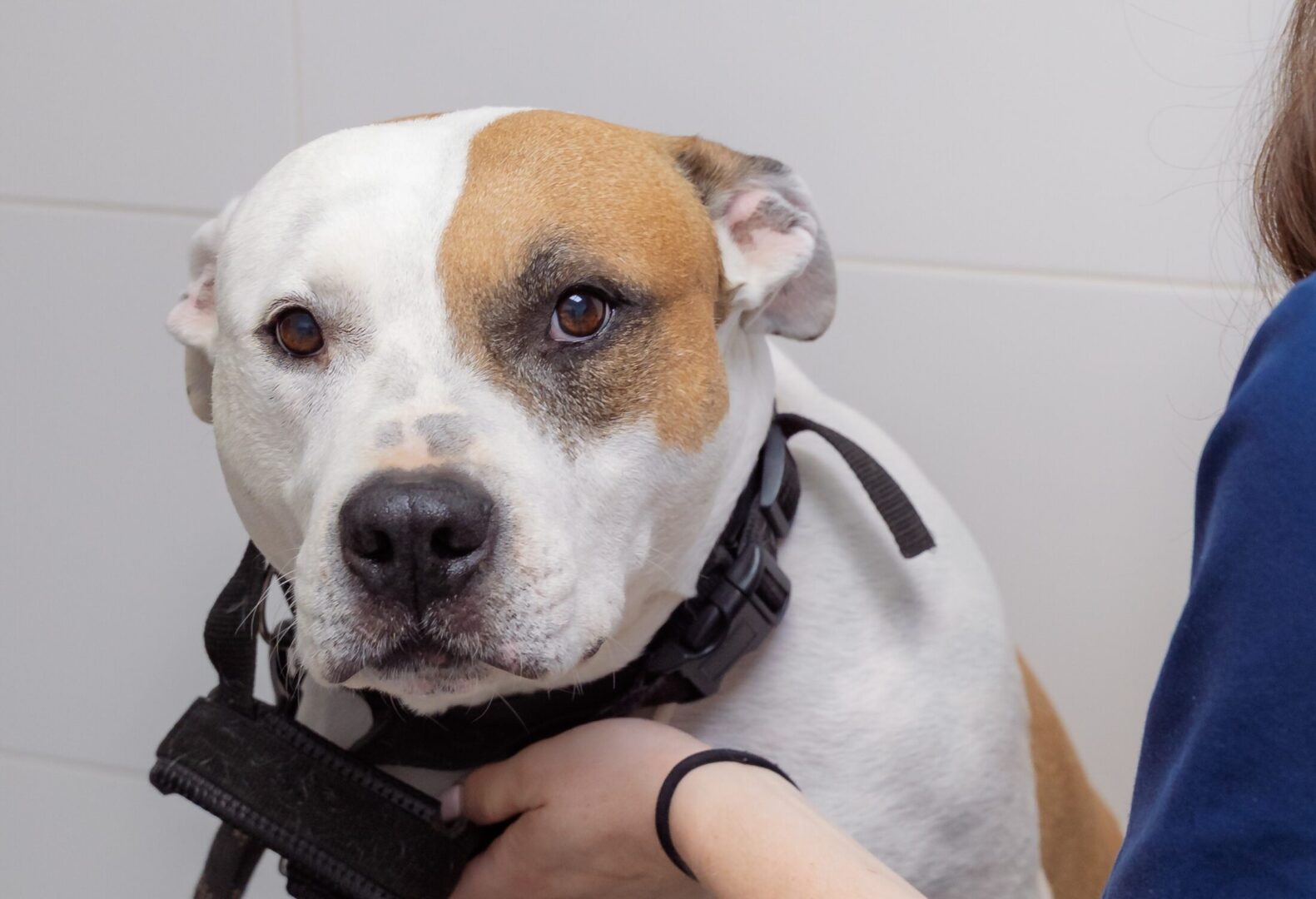 hospitalizacion veterinaria
