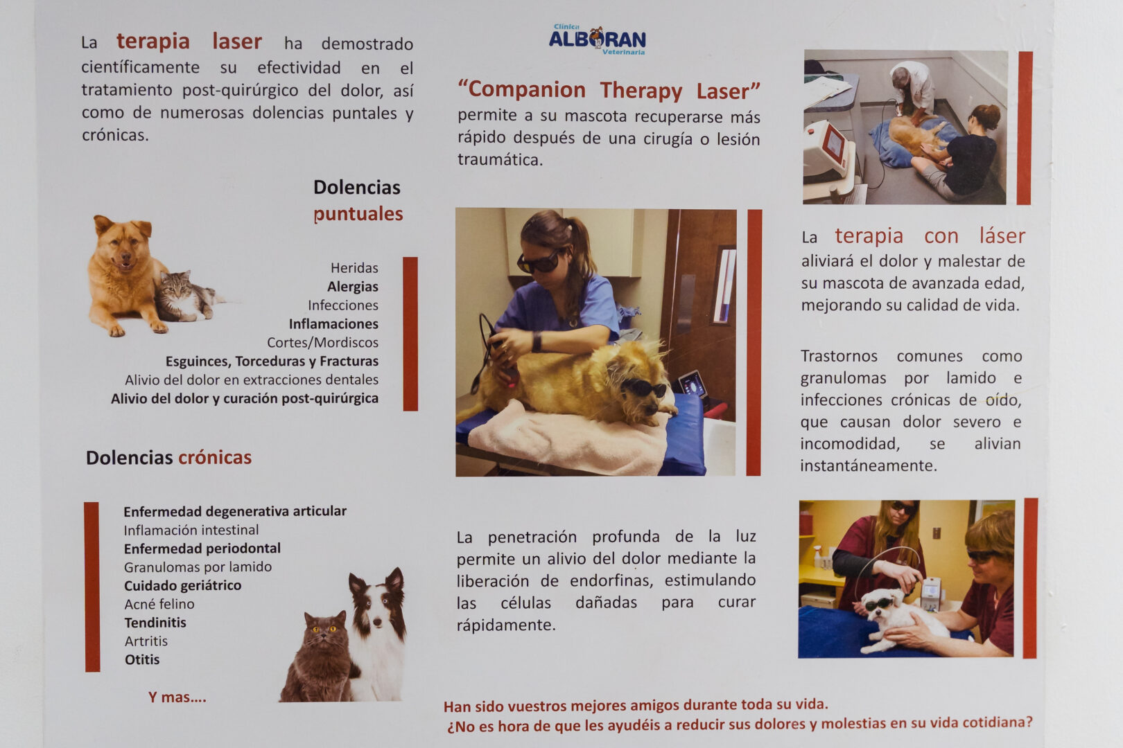 laser veterinario