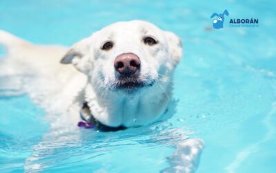 Ahogamiento seco en mascotas: cómo reconocer los síntomas y actuar a tiempo