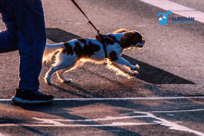 Perros amigos en una misma casa